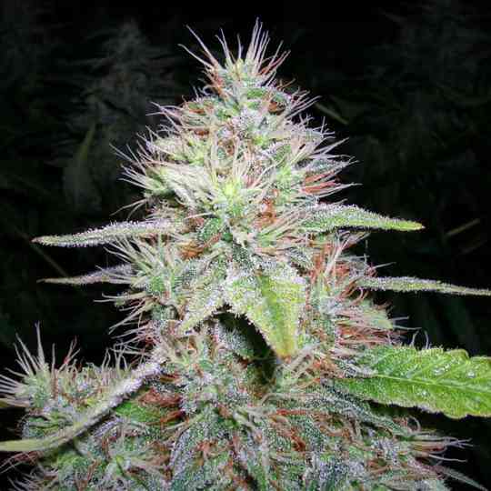 Blue Hawaiian Cannabis Seeds Blue Hawaiian Cannabis Seeds